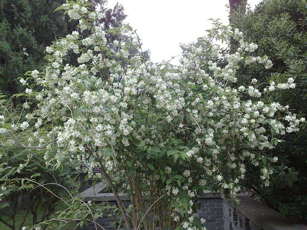 太平花(huā)的圖片