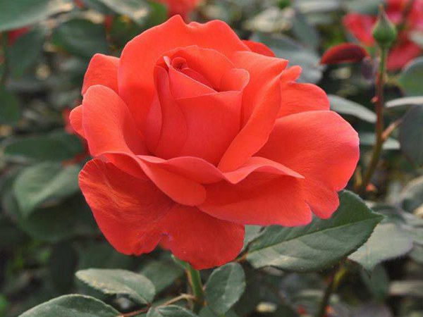 大花(huā)月季圖片
