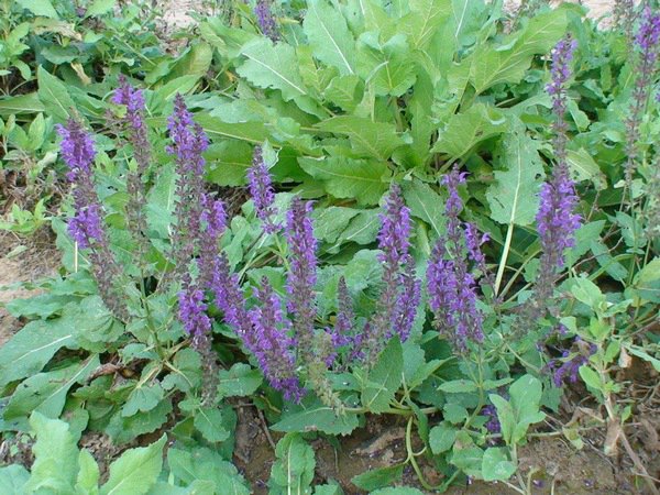 藍花(huā)鼠尾草(cǎo)圖片