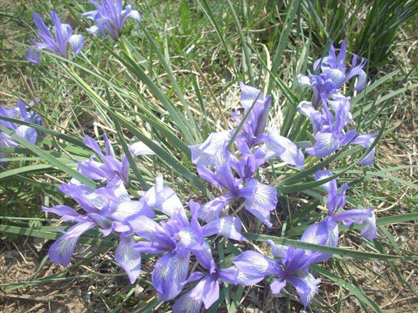 馬蓮花(huā)圖片