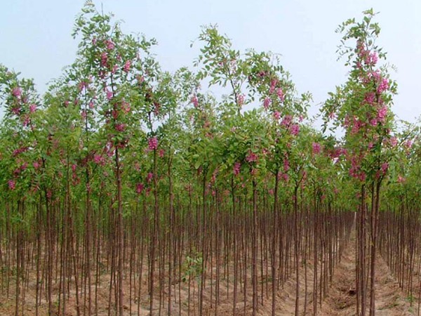 香花(huā)槐