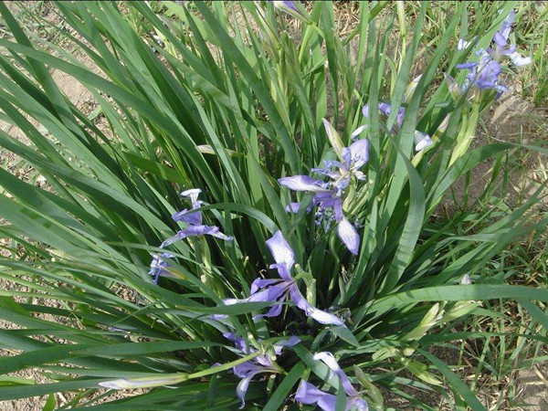 馬蓮花(huā)圖片