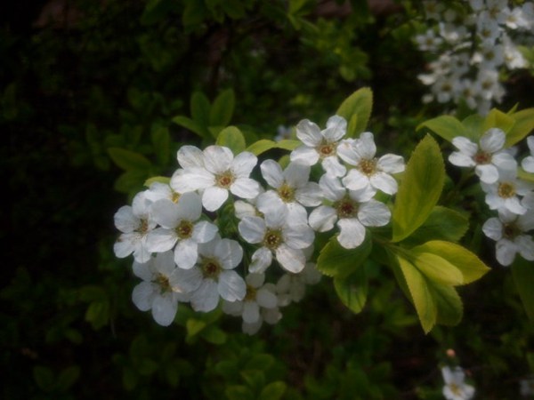 珍珠繡線(xiàn)菊圖片