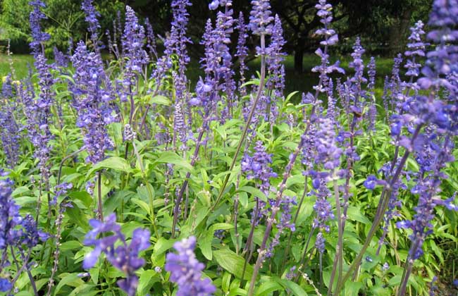 藍花(huā)鼠尾草(cǎo)花(huā)期多(duō)久