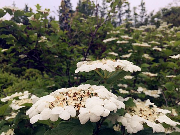 天目瓊花(huā)圖片
