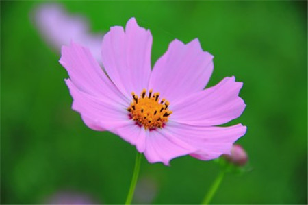 波斯菊和格桑花(huā)到底有(yǒu)什麽區(qū)别