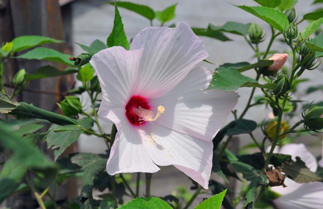 白花(huā)單瓣木(mù)槿