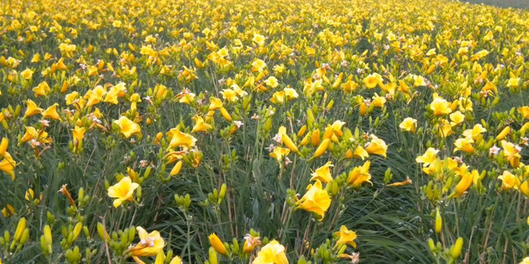 金娃娃萱草(cǎo)的花(huā)語是什麽 寓意放下憂愁