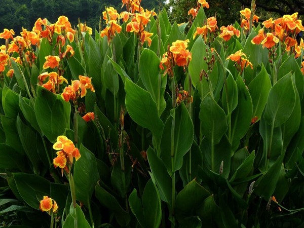 黃花(huā)美人蕉