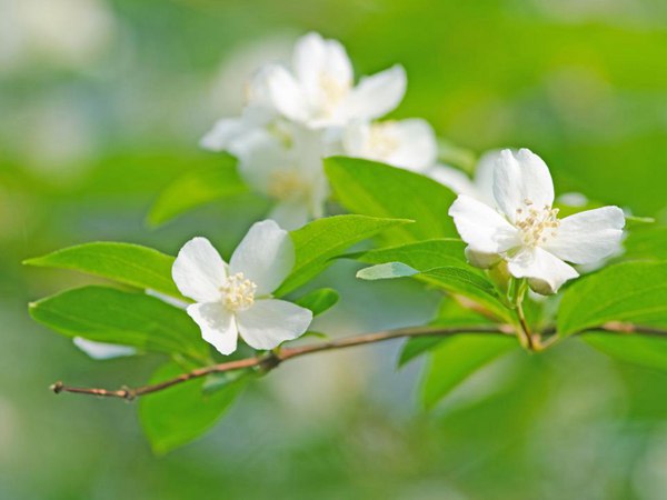 太平花(huā)的圖片