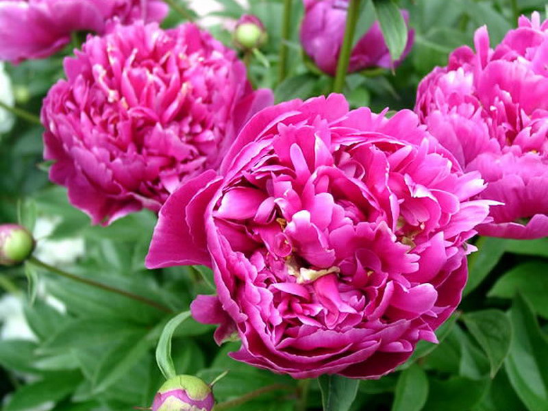芍藥的花(huā)語
