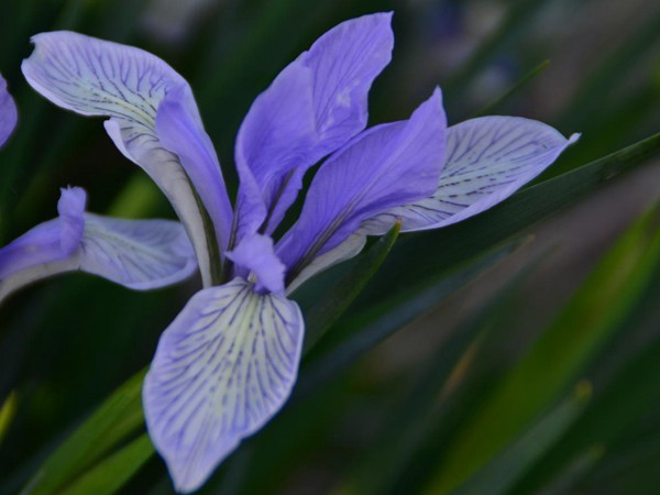 馬蓮花(huā)圖片