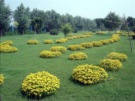 花(huā)色區(qū)分(fēn)