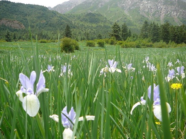 馬蓮花(huā)圖片