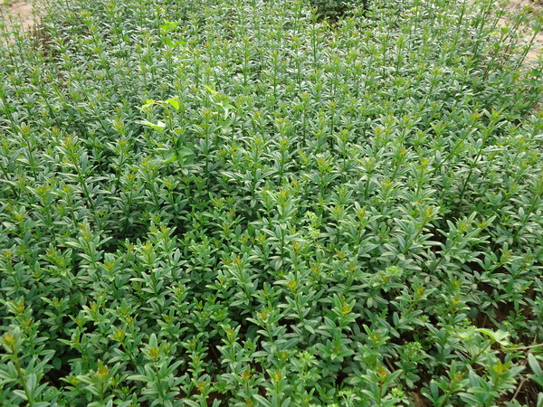 迎春花(huā)苗