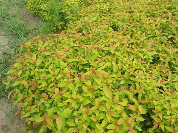 金山(shān)繡線(xiàn)菊圖片