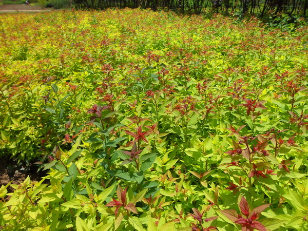 金山(shān)繡線(xiàn)菊圖片