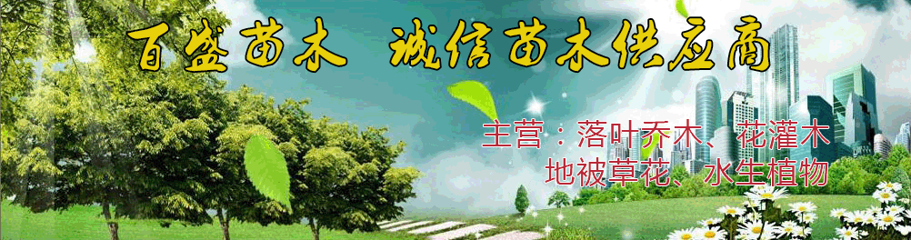 河北百盛苗木(mù)(免費苗木(mù)報價)