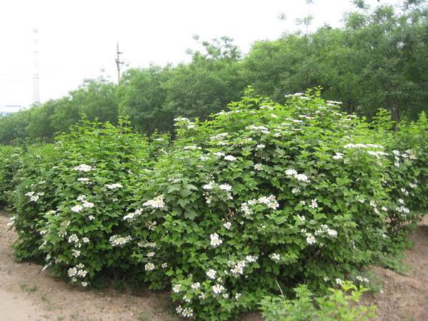 天目瓊花(huā)圖片
