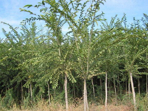 長(cháng)枝榆