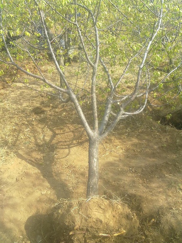 山(shān)杏