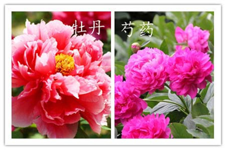 辨别方法二：看花(huā)型