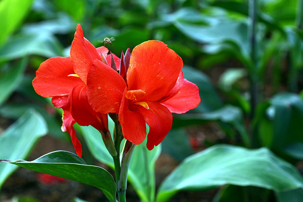 美人蕉什麽時候開花(huā) 美人蕉什麽時候開花(huā)