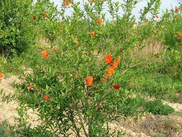花(huā)石榴