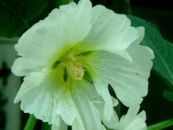 大花(huā)秋葵圖片