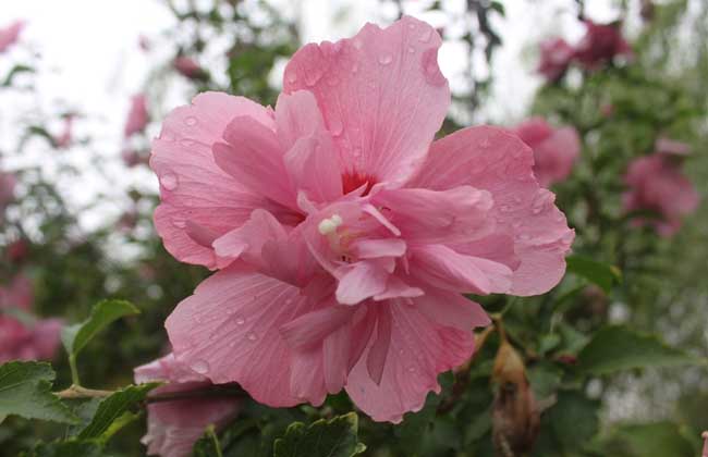木(mù)槿花(huā)