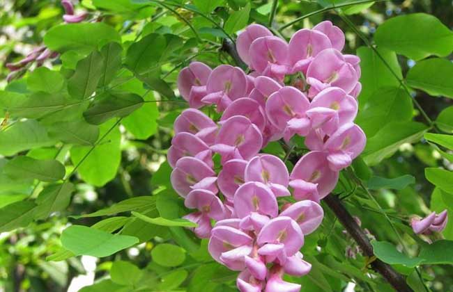 堇花(huā)槐