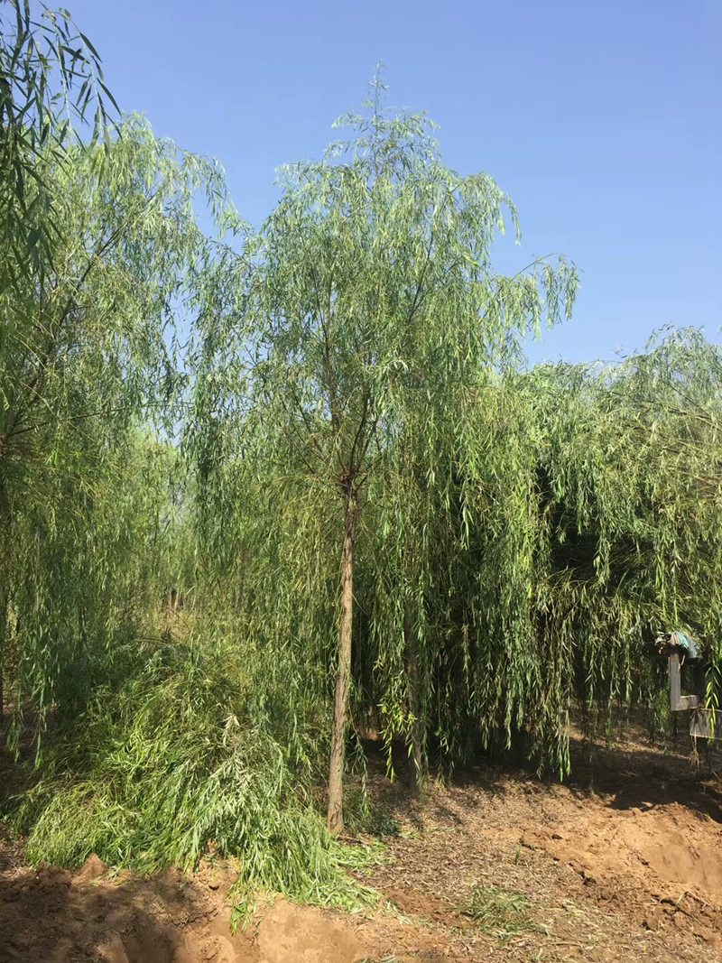 6-10公(gōng)分(fēn)二次定杆垂柳