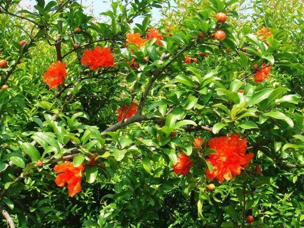 花(huā)石榴