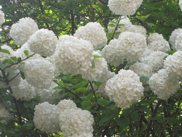 木(mù)繡球圖片