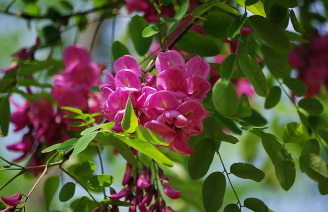 紫花(huā)槐