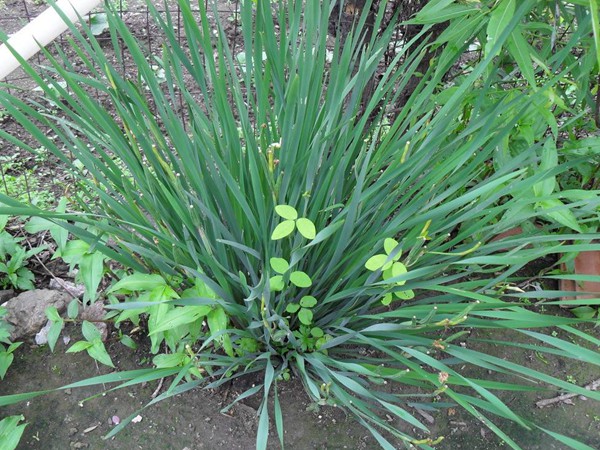 馬蓮花(huā)圖片