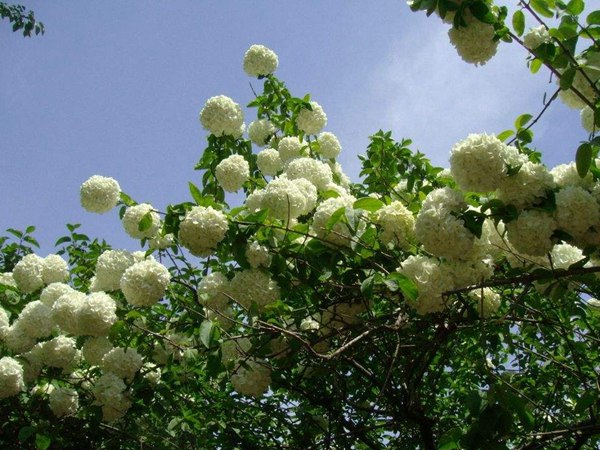 木(mù)繡球圖片