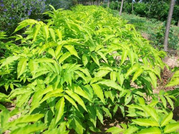 金葉接骨木(mù)圖片