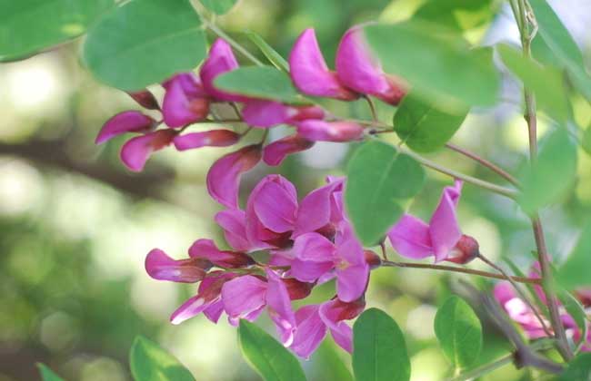 槐花(huā)一般幾月開花(huā)？