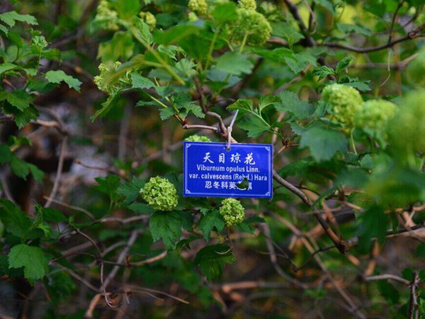 天目瓊花(huā)圖片