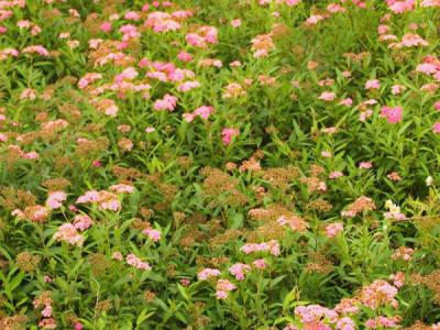 金山(shān)繡線(xiàn)菊花(huā)期