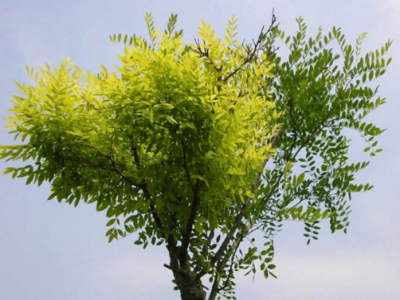 有(yǒu)關金枝槐種植的一些知識介紹