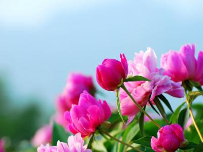 芍藥的花(huā)語是什麽?