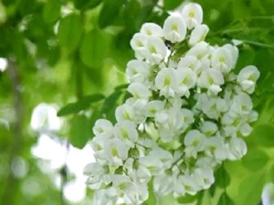 速生國(guó)槐和國(guó)槐樹的區(qū)别