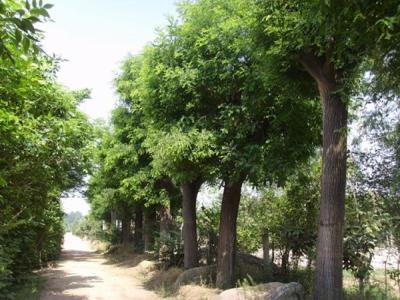 國(guó)槐樹的種植養護方法
