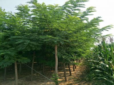 刺槐樹和洋槐樹有(yǒu)什麽區(qū)别？是一種樹嗎？