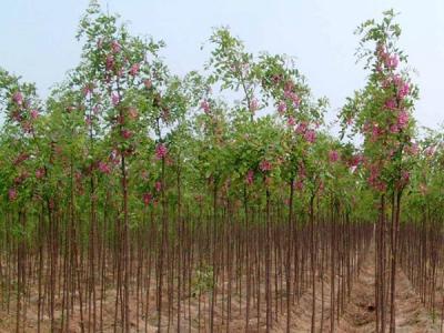 市場中(zhōng)香花(huā)槐樹苗價格多(duō)少
