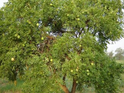 文(wén)冠果種子價格及種植方法