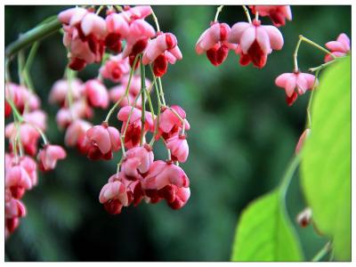 ​絲棉木(mù)種植前景及技(jì )術