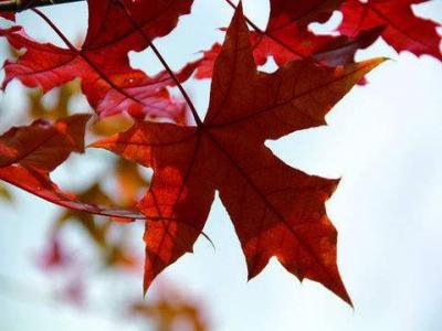 元寶楓與五角楓的區(qū)别